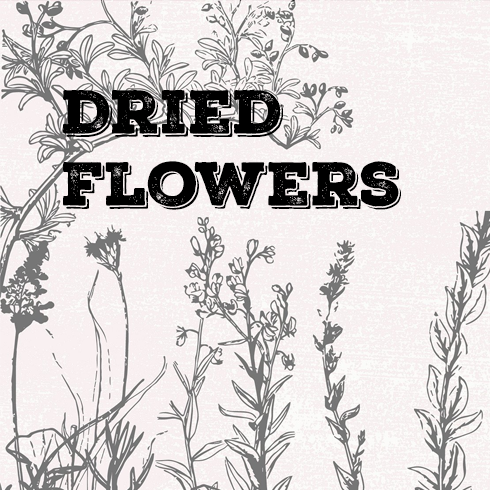 Vintage Botanical Illustrations main cover.